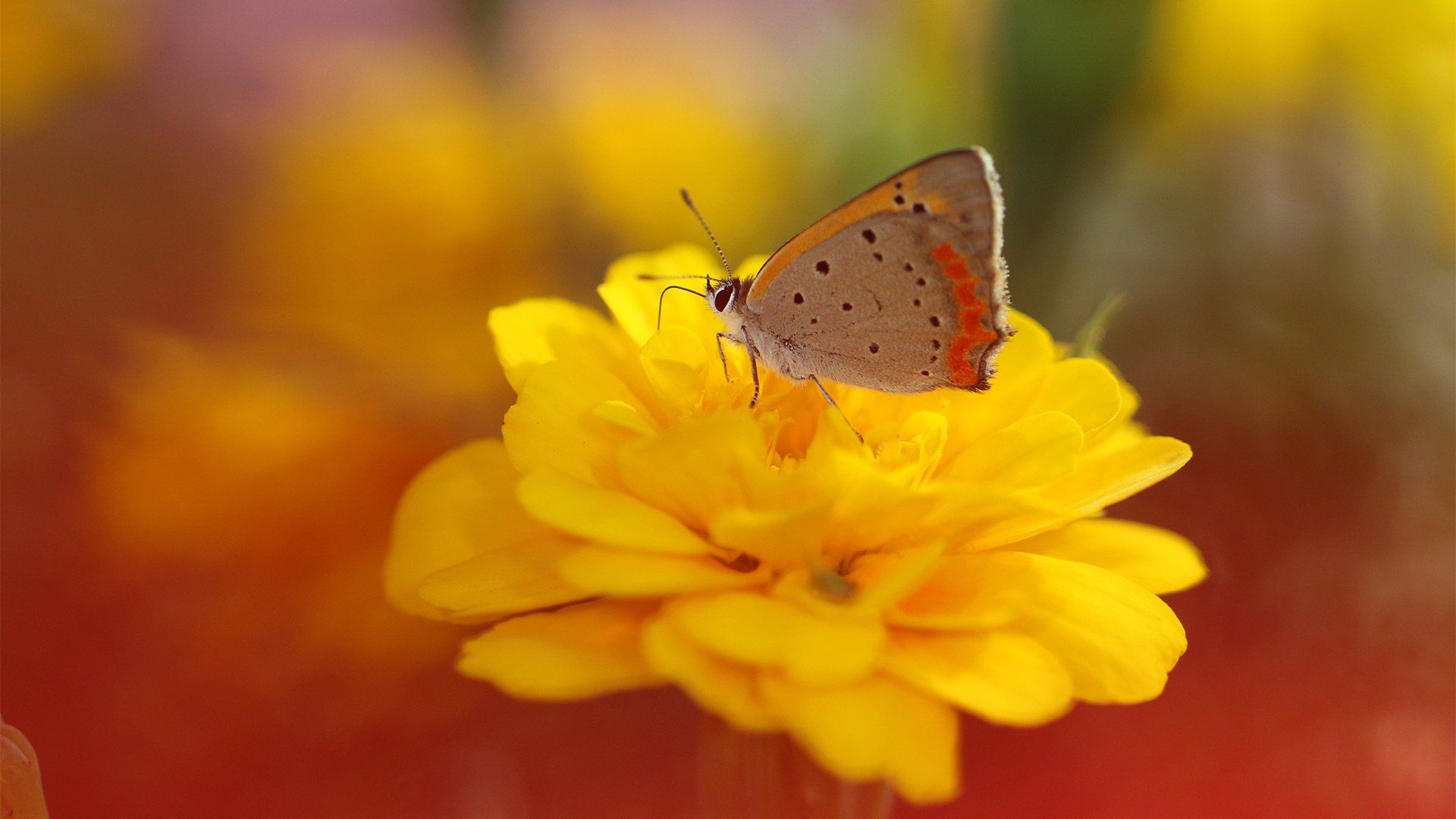 A close-up of a butterfly on a yellow flower, with the background blurred.